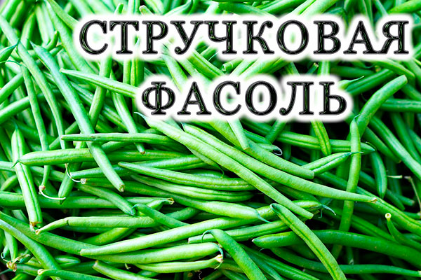 Стручковая фасоль