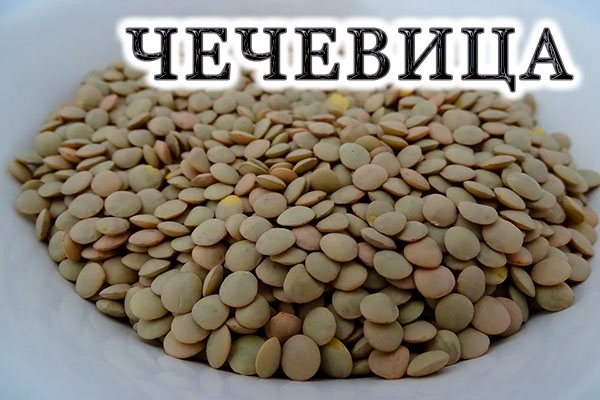 Чечевица