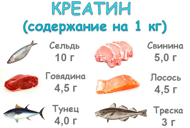 Где содержится креатин