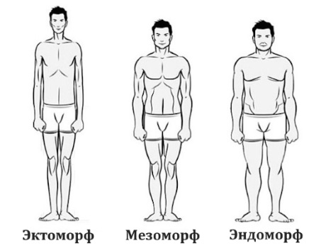 Эктоморф, мезоморф, эндоморф